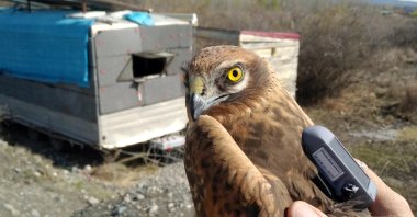 A view of the bird before a GPS device is attached to it, in Iğdır, eastern Turkey, April 25, 2020. (AA Photo)