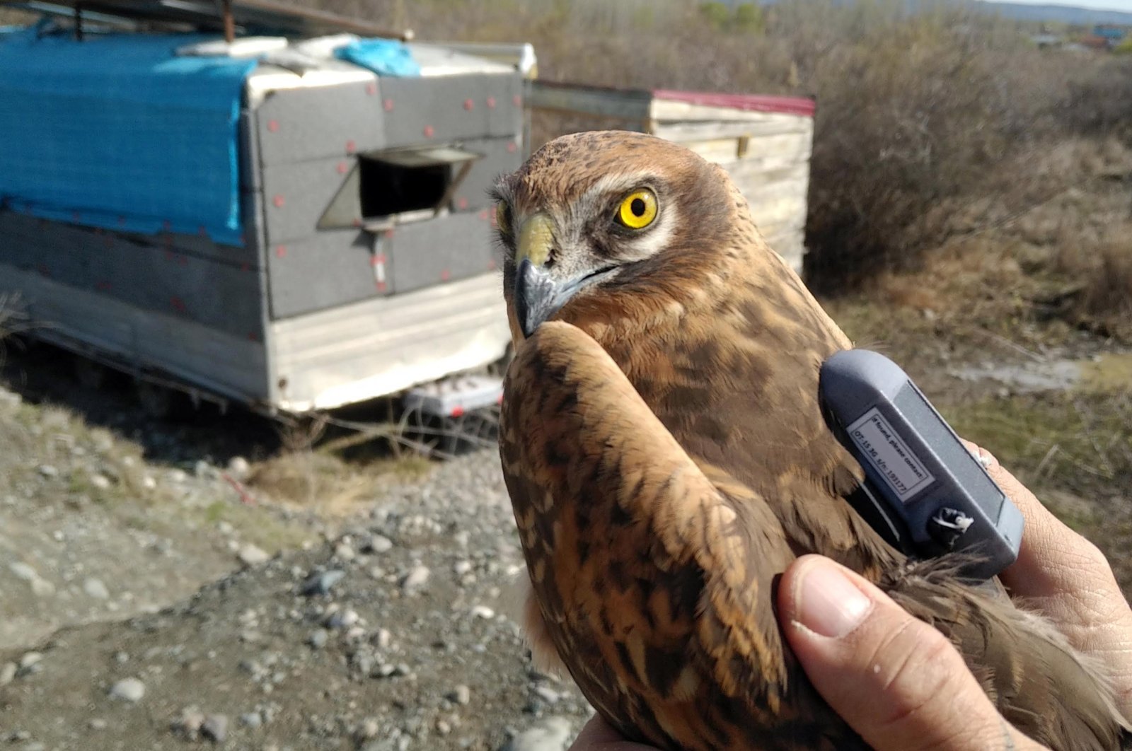 A view of the bird before a GPS device is attached to it, in Iğdır, eastern Turkey, April 25, 2020. (AA Photo)