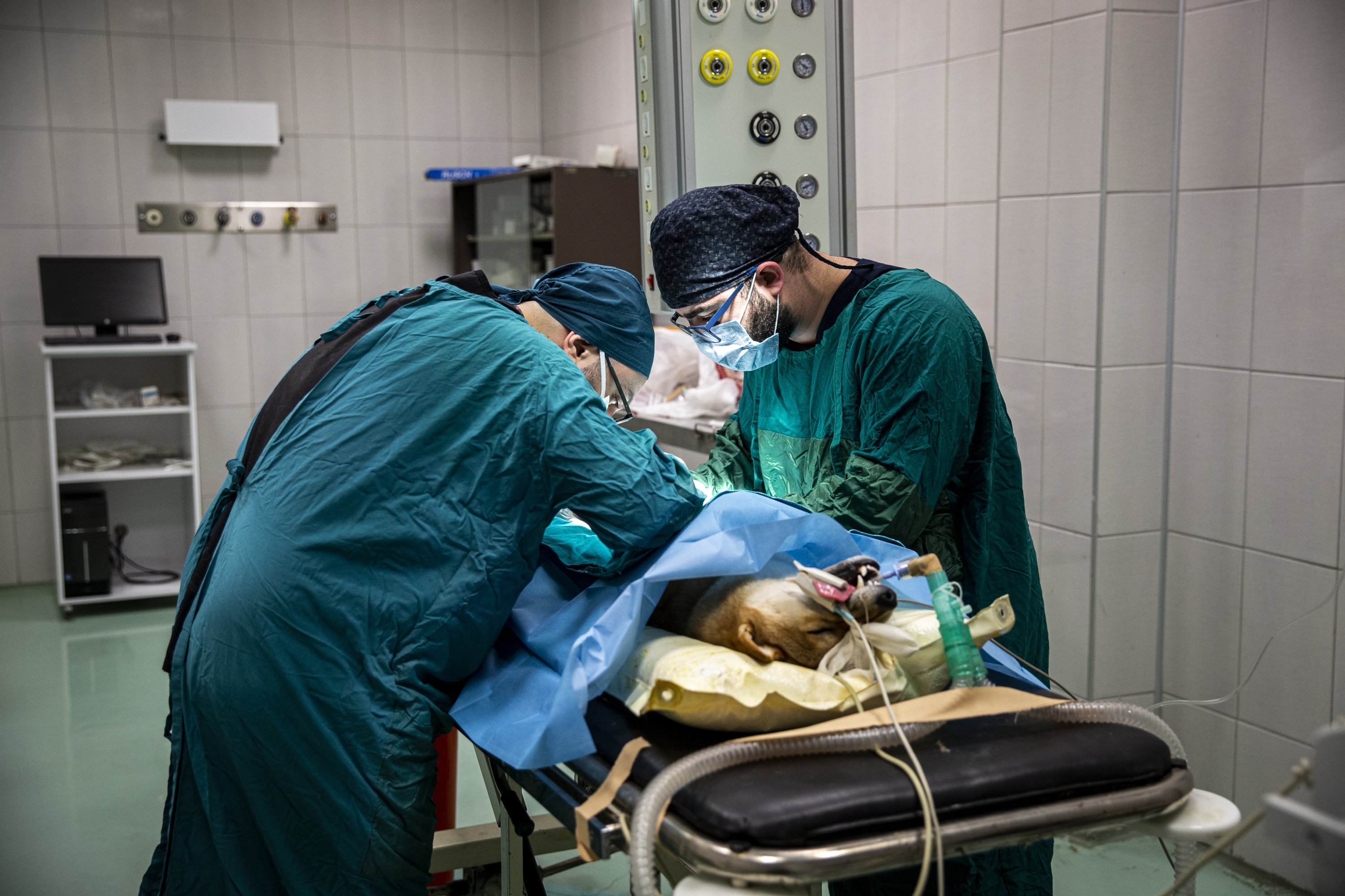 Dokter hewan mengoperasi seekor anjing di rumah sakit, di ibu kota Ankara, Turki, 27 April 2022. (AA PHOTO)