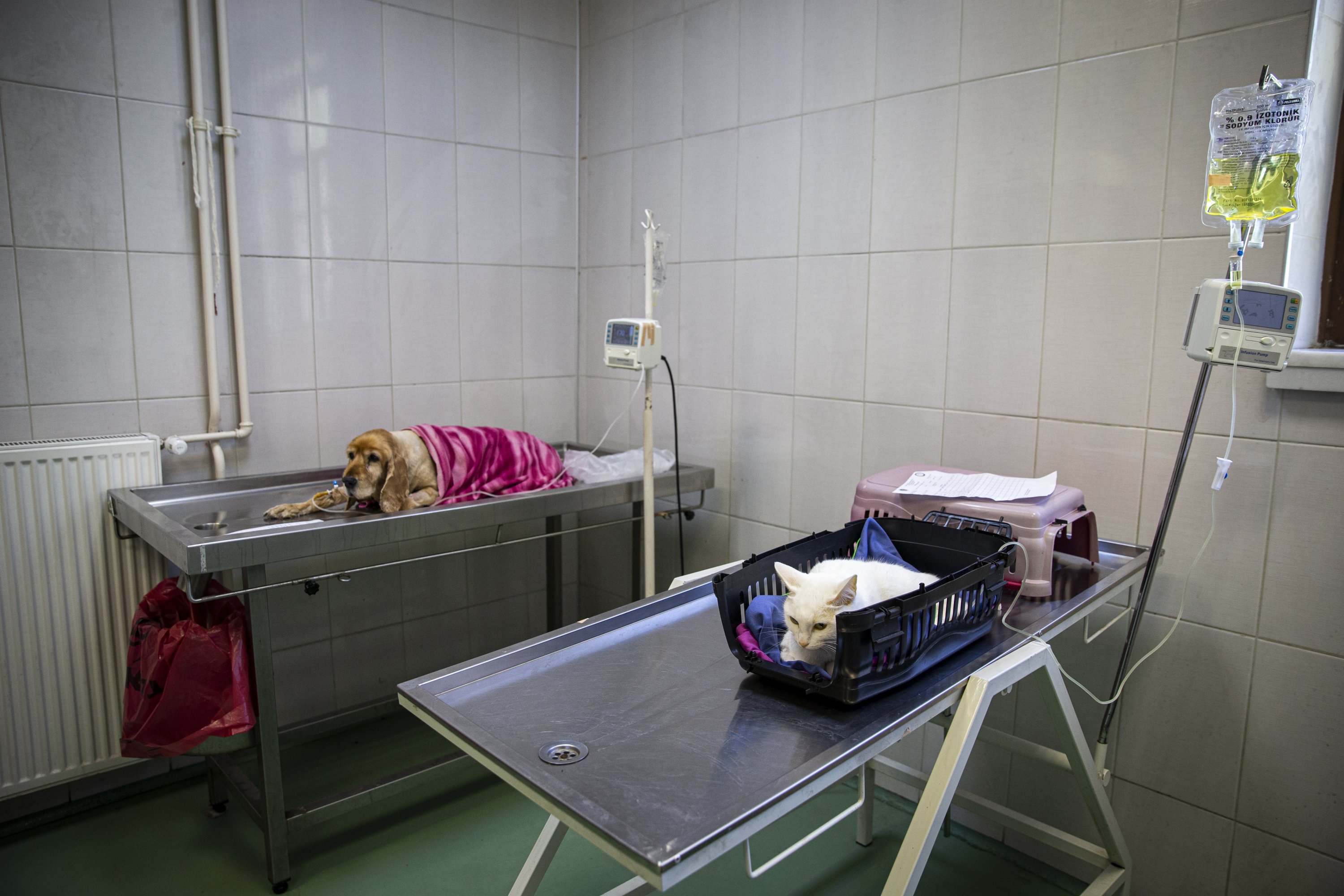 A sick dog and cat wait to be treated, in the capital Ankara, Turkey, April 27, 2022. (AA PHOTO)