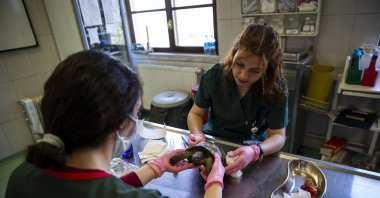 Vets examine a sick tortoise at the hospital, in the capital Ankara, Turkey, April 27, 2022. (AA PHOTO)