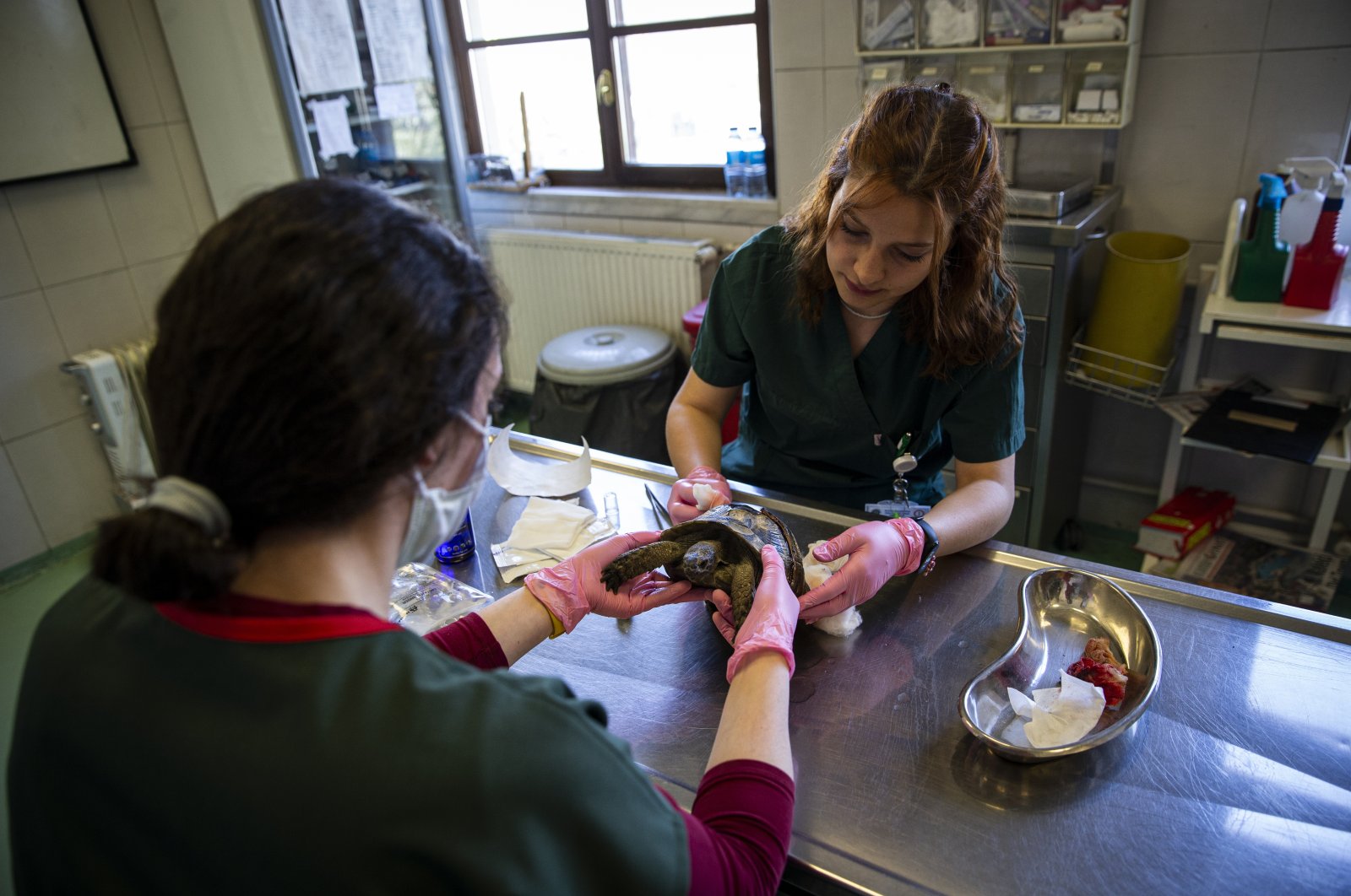 Vets examine a sick tortoise at the hospital, in the capital Ankara, Turkey, April 27, 2022. (AA PHOTO)