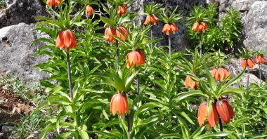 A view of crown imperial in Kahramanmaraş, southern Turkey, Apr. 23, 2022. (AA PHOTO) 