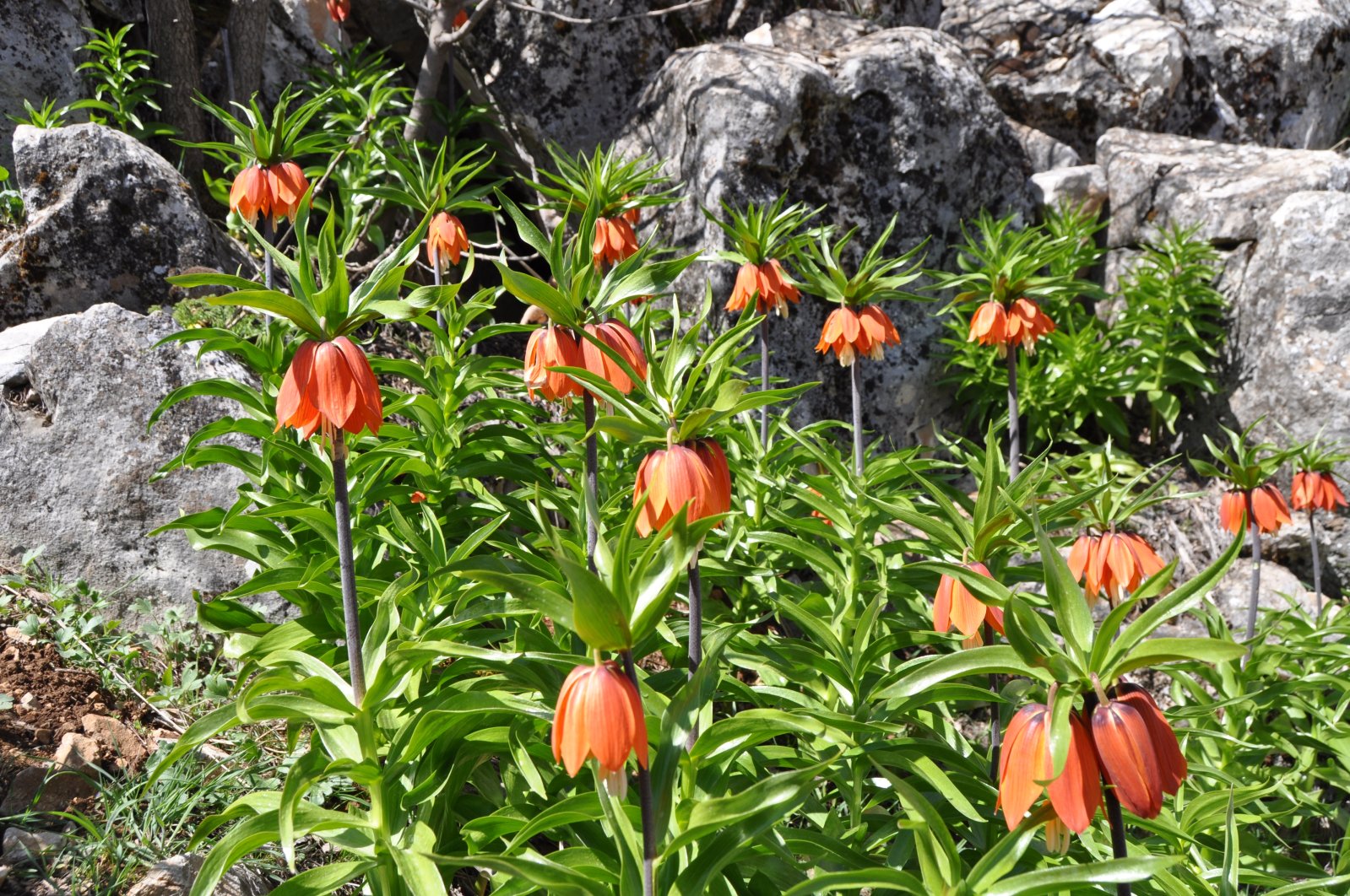 Tulip ‘terbalik’ yang halus dan cantik bermekaran di Turki timur