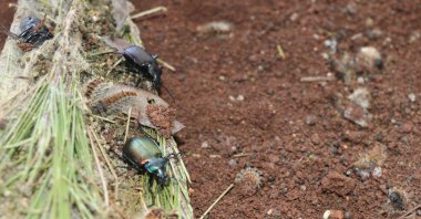 A view of a forest caterpillar hunter, in Adana, southern Turkey, April 29, 2022. (AA PHOTO)