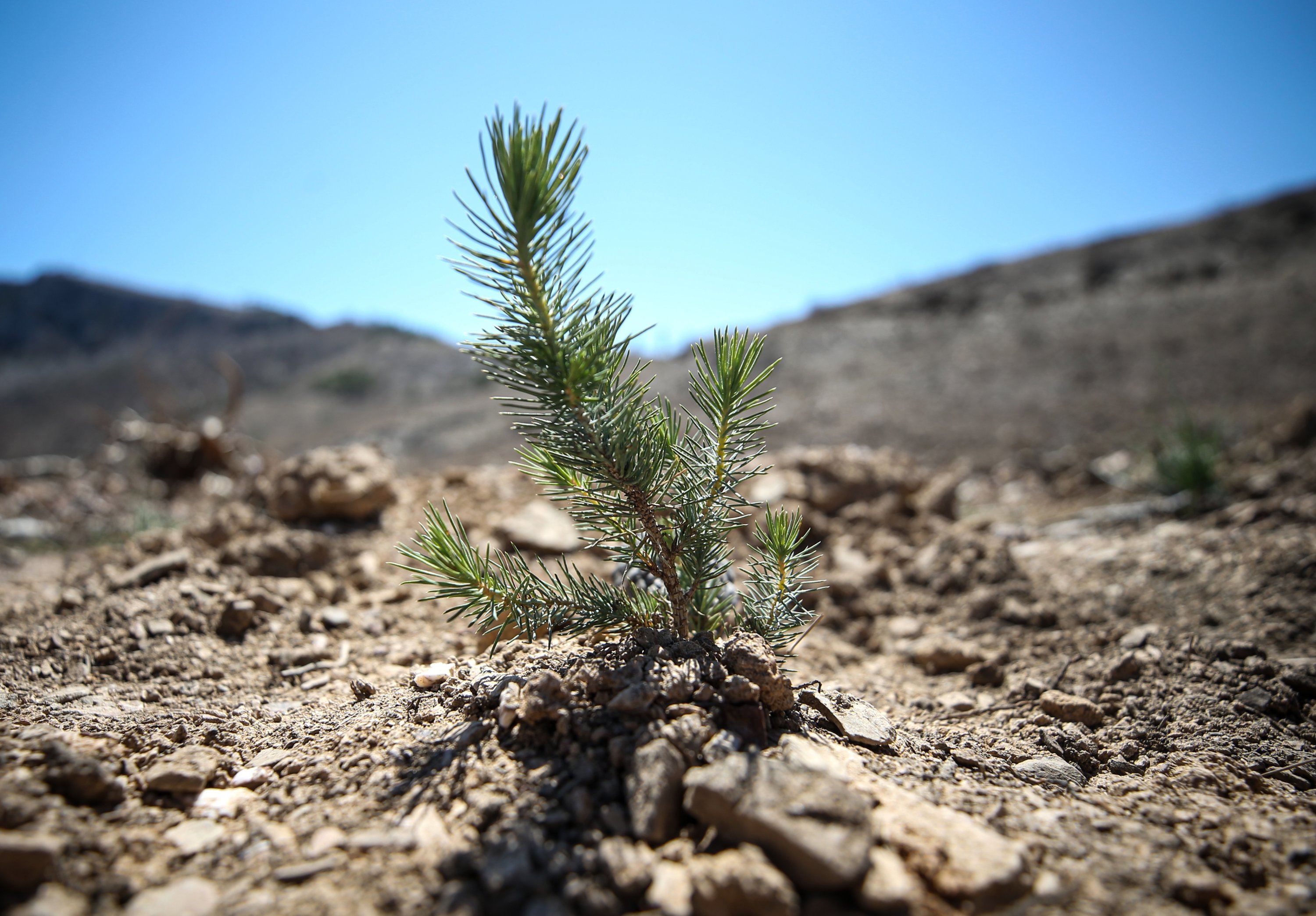 A view of a healthy pine sapling in Mersin, southern Turkey, May 5, 2022. (AA PHOTO)