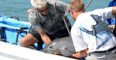 Scientists with a 6-month-old vaquita marina porpoise calf in the sea in Baja California, Mexico, Oct. 18, 2017. (Semarnat via AFP)