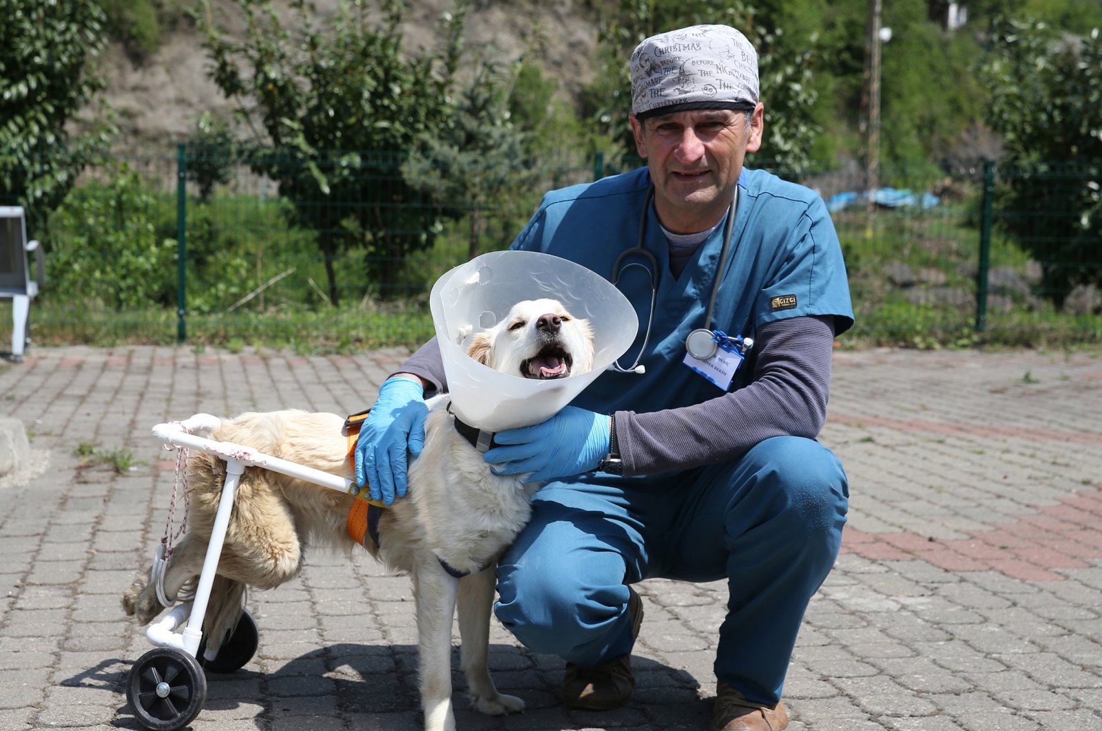 Ksatria ‘Putih’: Dokter hewan Turki membantu anjing berjalan lagi