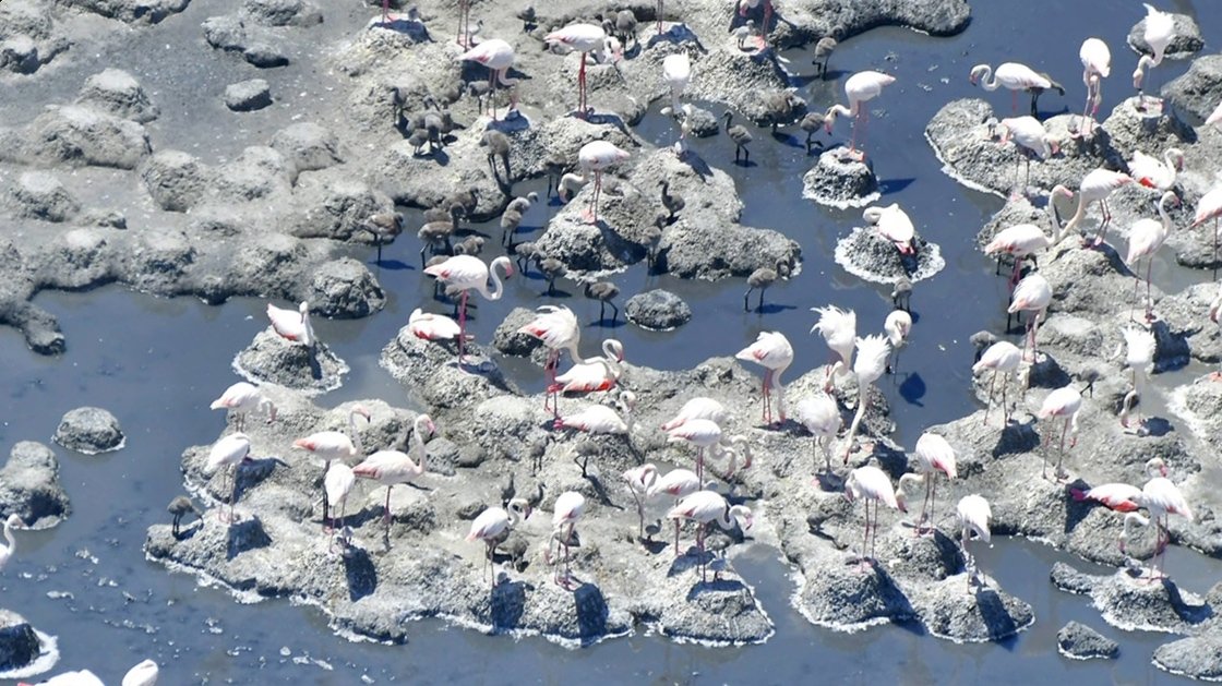 A view of flamingos on Lake Tuz, in Konya, central Turkey, June 18, 2021. (AA PHOTO)