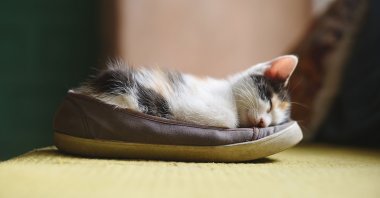Sleeping right is essential for a healthy lifestyle. (Shutterstock Photo)