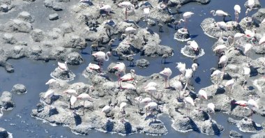 A view of flamingos on Lake Tuz, in Konya, central Turkey, June 18, 2021. (AA PHOTO)