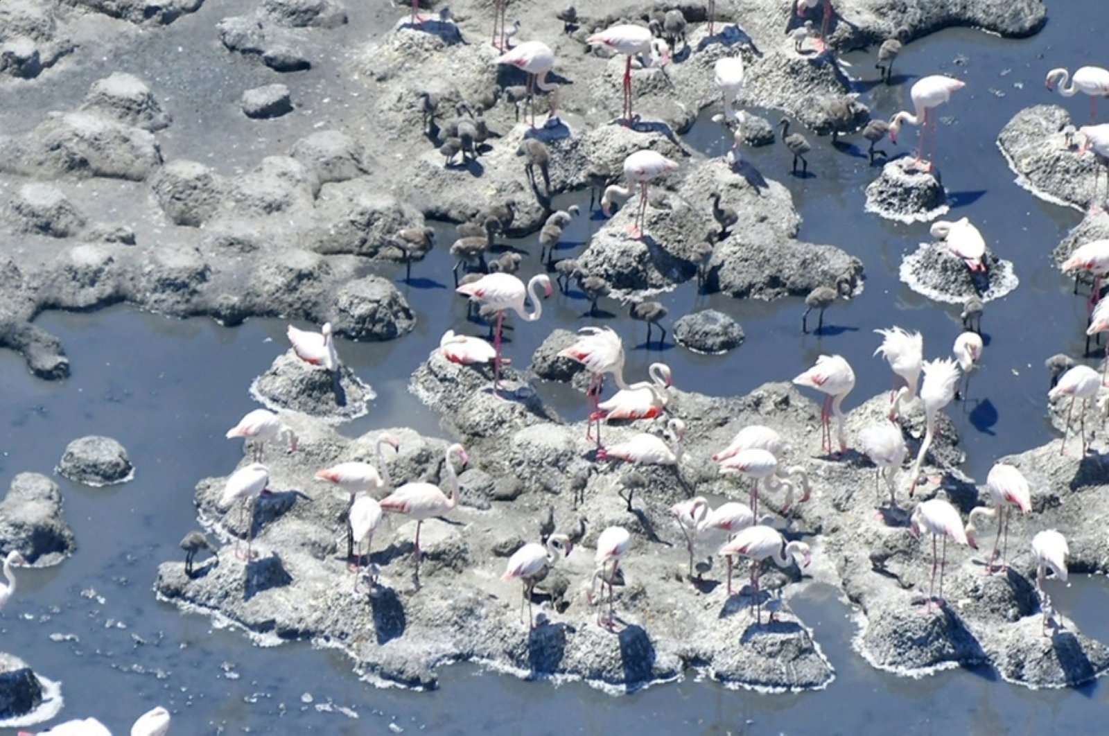 Flamingo berkembang lagi di Danau Tuz Turki setelah musim kemarau