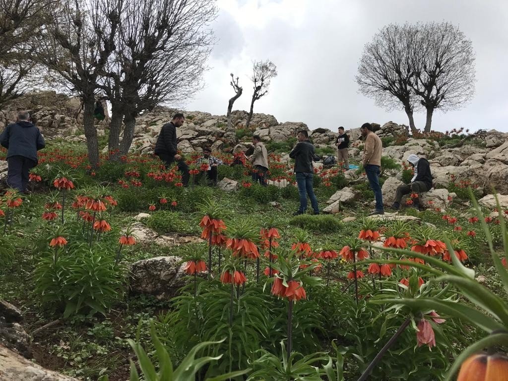 Türkiye'nin güneydoğusundaki Batman'ın Sasan ilçesinde 9 Mayıs 2022'de ters laleler çiçek açtı.