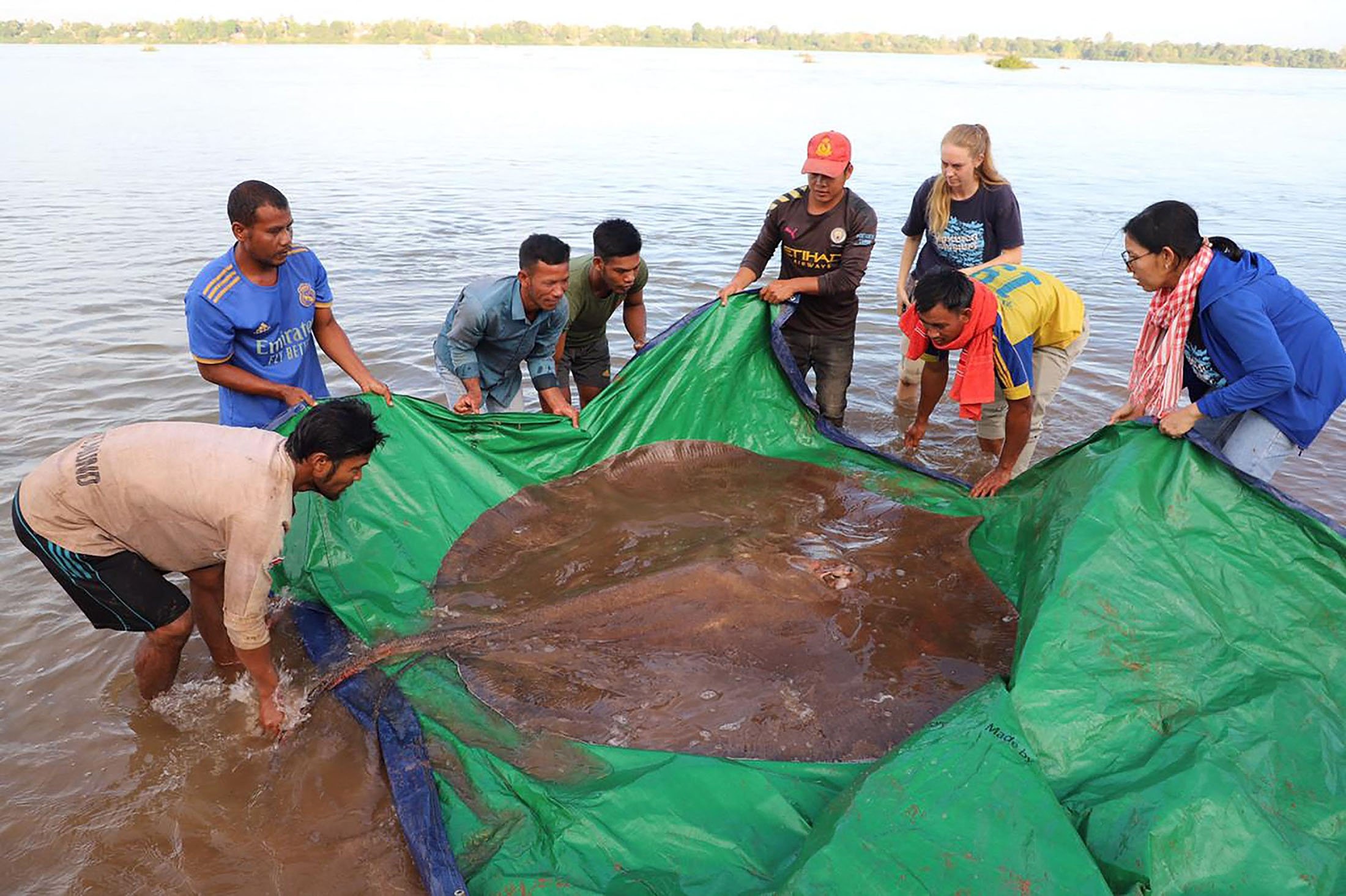 Ikan pari air tawar betina raksasa ditangkap dan dilepaskan di Sungai Mekong di provinsi Stung Treng, Kamboja, 5 Mei 2022. (Wonders of the Mekong via AFP)