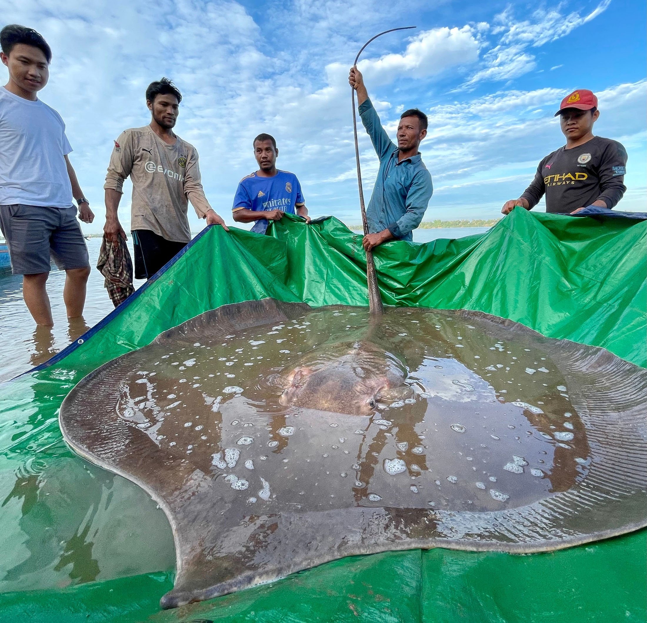 Undersea giant: Fishermen accidentally hook giant endangered stingray