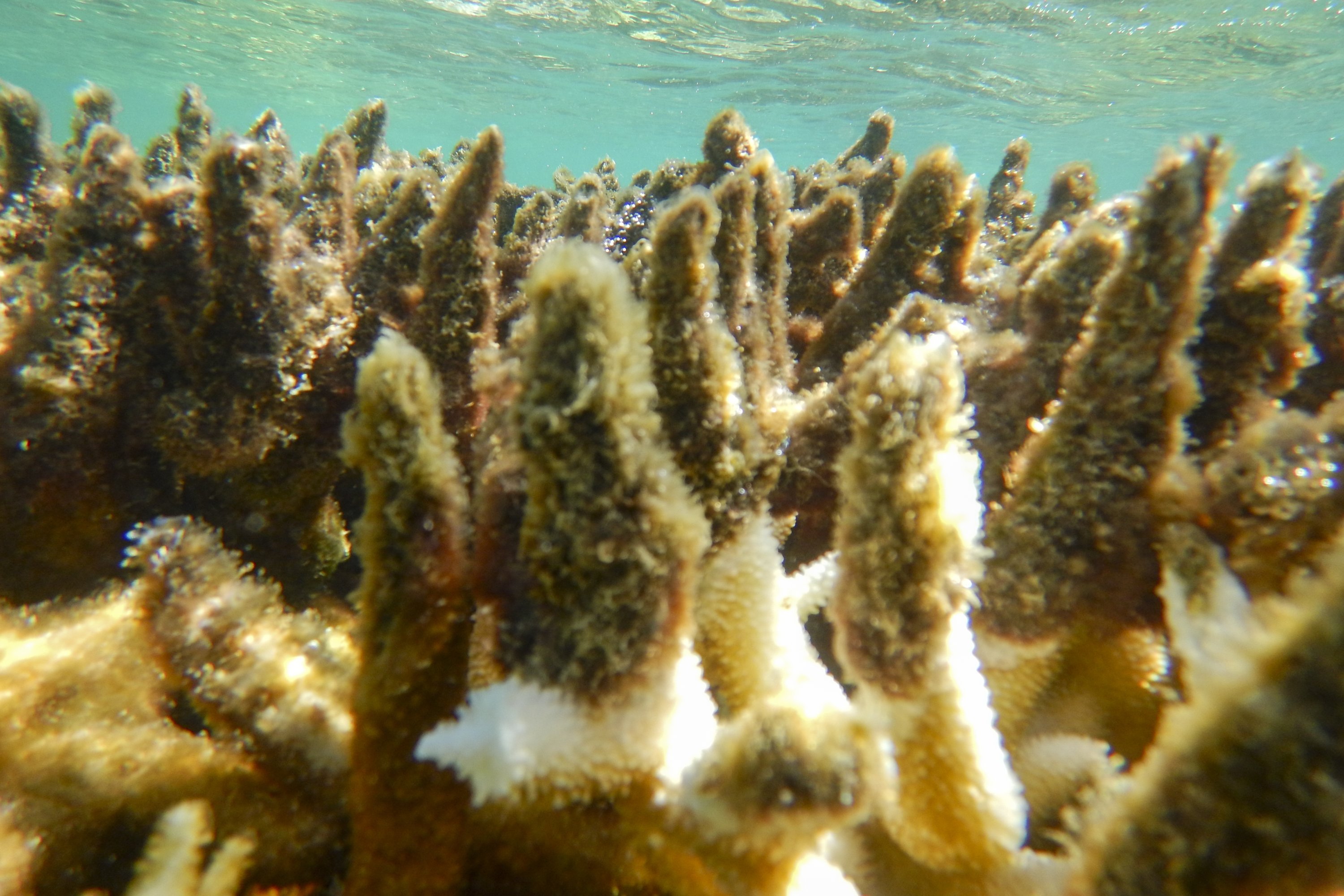Dalam foto yang disediakan oleh Otoritas Taman Laut Great Barrier Reef (GBRMPA), karang yang sakit dapat dilihat di terumbu di Cairns/Cooktown di Great Barrier Reef, Australia, 27 April 2017. (AP Photo)