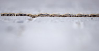 Several pine processionary caterpillars can be seen in Antalya, Turkey, April 26, 2022. (AA Photo)