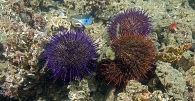 Sea urchins at the bottom of the sea in Antalya, southern Turkey, May 11, 2022. (DHA PHOTO)
