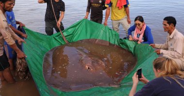 A giant female freshwater stingray was caught and released in the Mekong River in Stung Treng province, Cambodia, May 5, 2022. (Wonders of the Mekong via AFP)