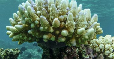 This photo supplied by the Great Barrier Reef Marine Park Authority (GBRMPA) shows a reef scape of bleached coral in the Townsville/Whitsunday management area of the Great Barrier Reef, Australia, March 15, 2015. (AP Photo)