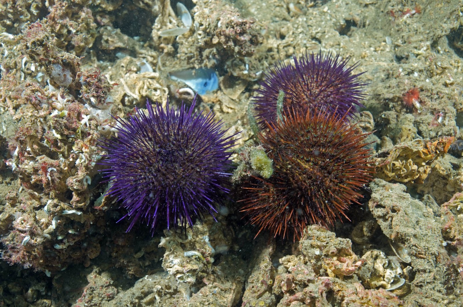 Sea urchins at the bottom of the sea in Antalya, southern Turkey, May 11, 2022. (DHA PHOTO)