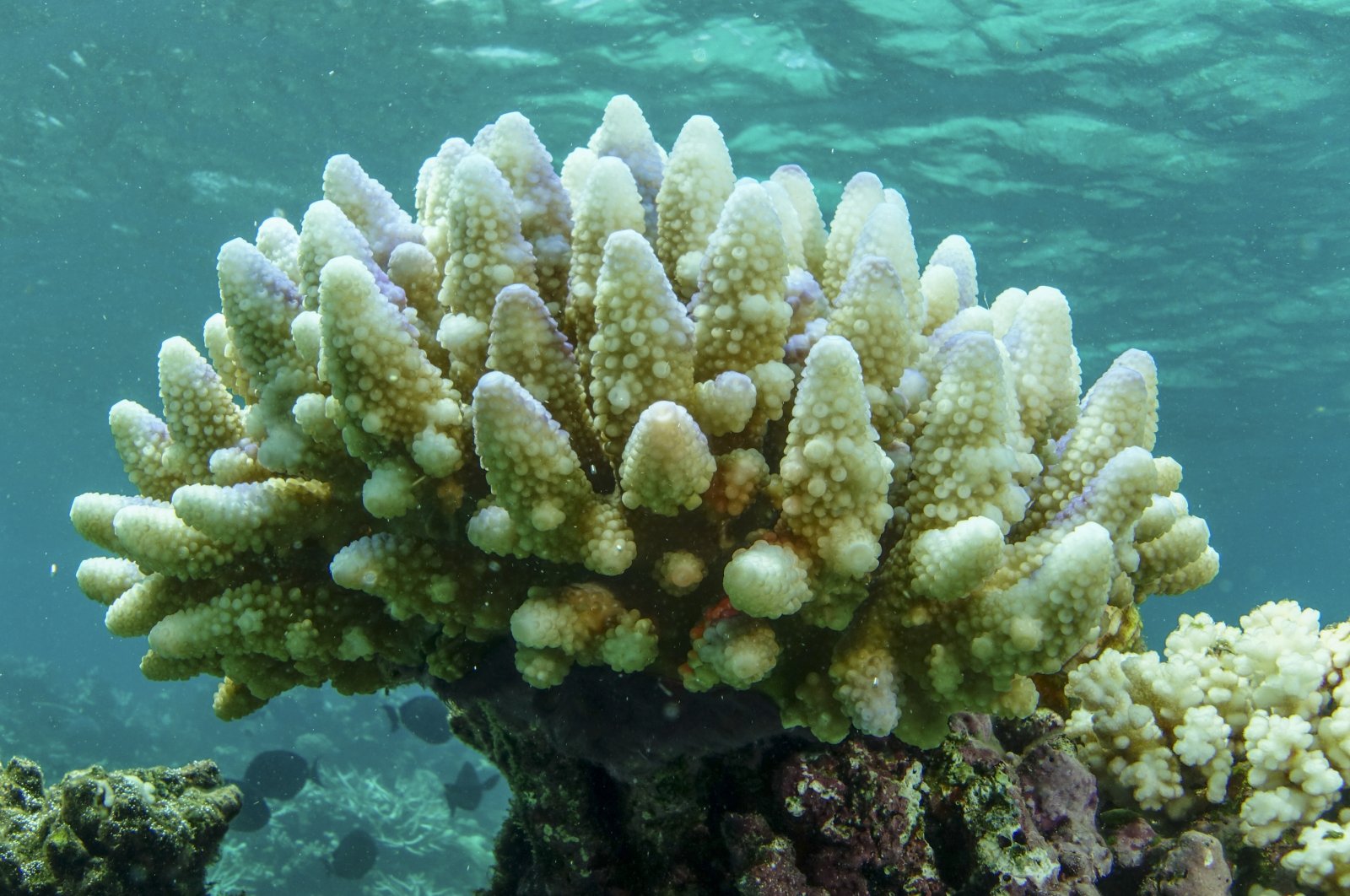 This photo supplied by the Great Barrier Reef Marine Park Authority (GBRMPA) shows a reef scape of bleached coral in the Townsville/Whitsunday management area of the Great Barrier Reef, Australia, March 15, 2015. (AP Photo)