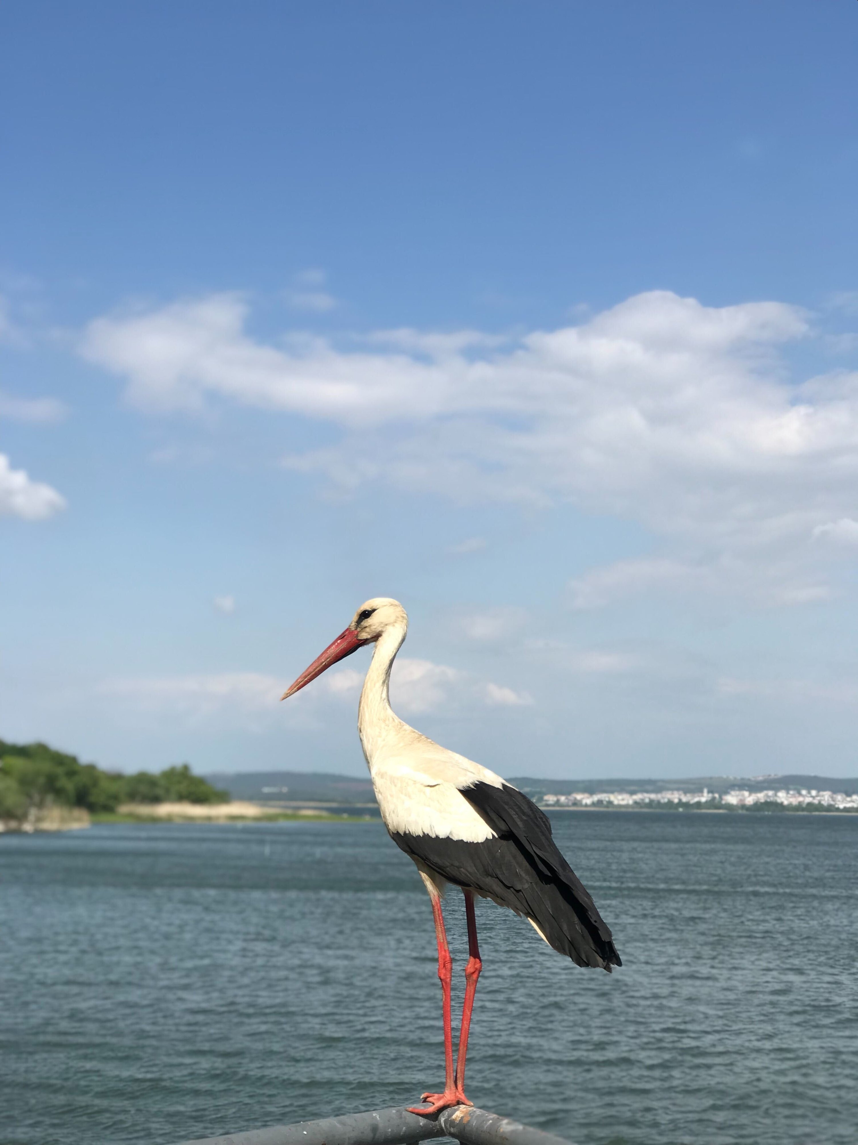 Turkey's famous stork 'Yaren,' meaning 'close friend' in Turkish, poses for Daily Sabah, Bursa, Turkey, May 2, 2022. (Photo courtesy of Buse Keskin)