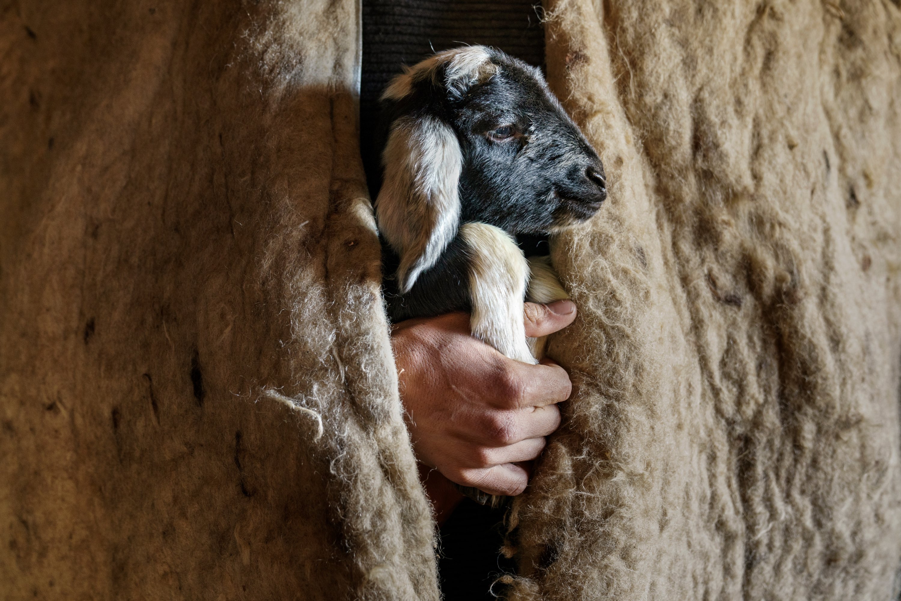 Seorang gembala yang memakai kain kepenek menghangatkan seekor domba kecil.  (Shutterstock)