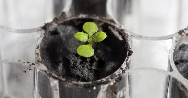 The plant species Arabidopsis thaliana is seen at a University of Florida laboratory growing in a small amount of lunar regolith – soil from the moon – for about two weeks, U.S. (Tyler Jones/UF/IFAS via Reuters)