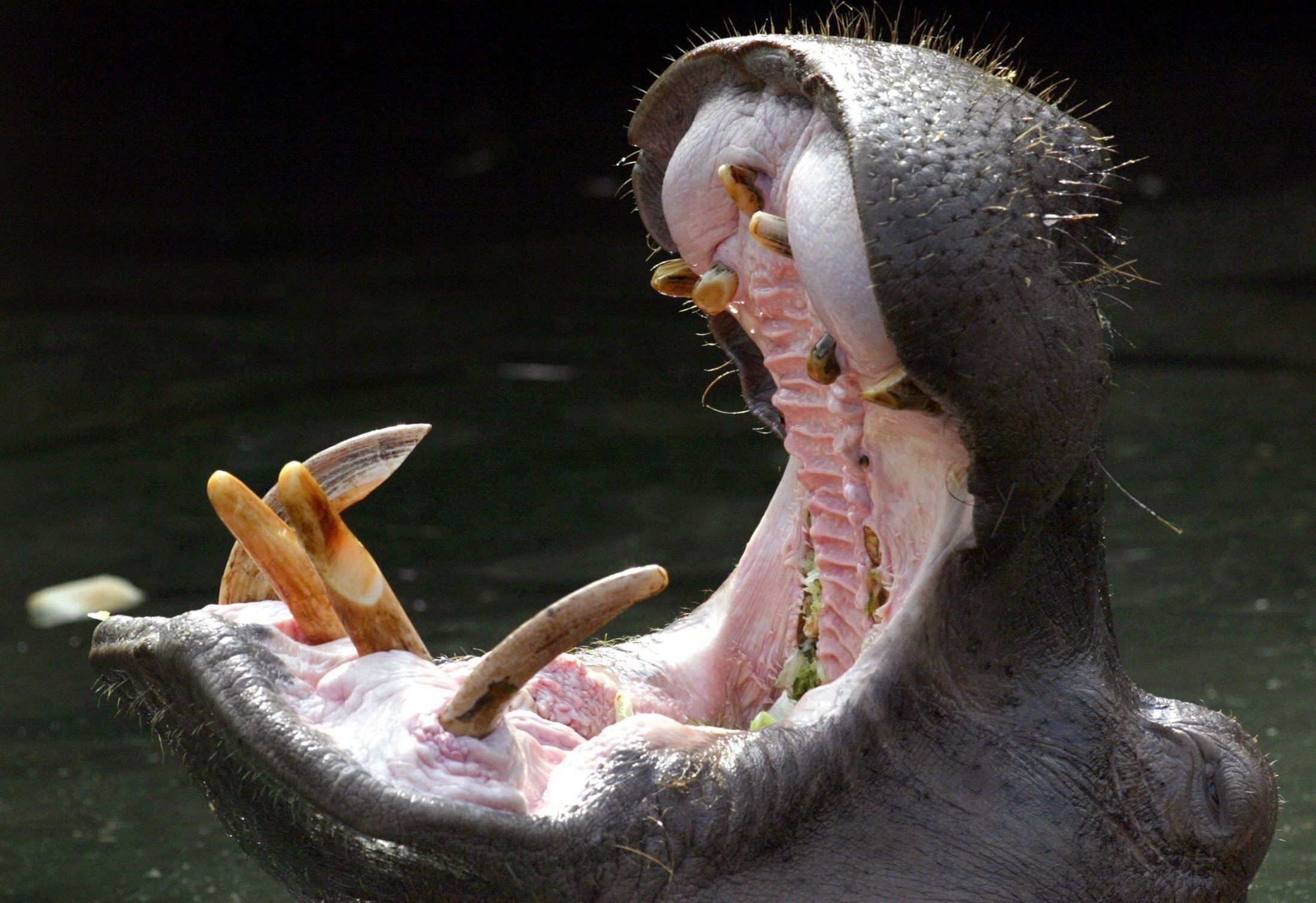 Seekor kuda nil menunggu makan dengan mulut terbuka lebar di Kebun Binatang Hanover, Jerman, 6 September 2002. (DPA)
