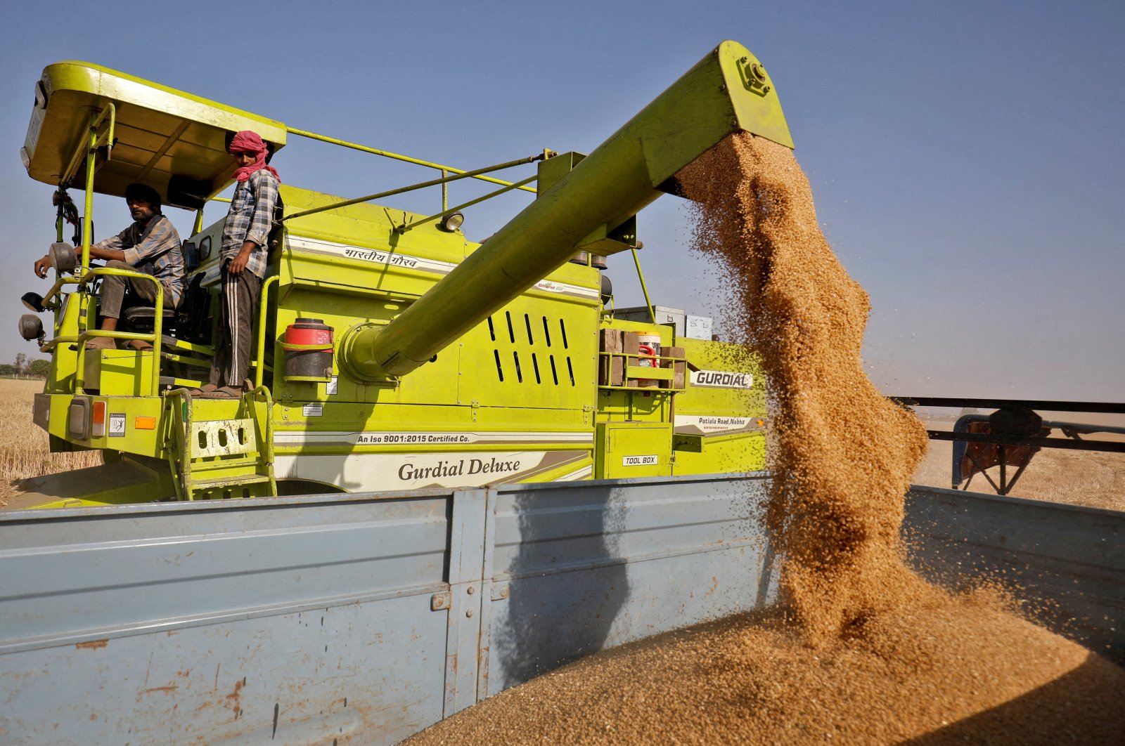 A combine deposits harvested wheat in a tractor trolley at a field on the outskirts of Ahmedabad, India, March 16, 2022. (Reuters Photo)