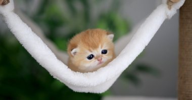 A cat resting on a swing, in Tekirdağ, northwestern Turkey, May 16, 2022. (AA Photo)