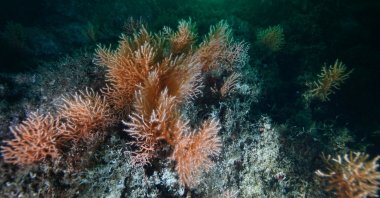 A view of transplanted corals at the bottom of the sea, in Istanbul, Turkey, May 17, 2022. (AA PHOTO) 
