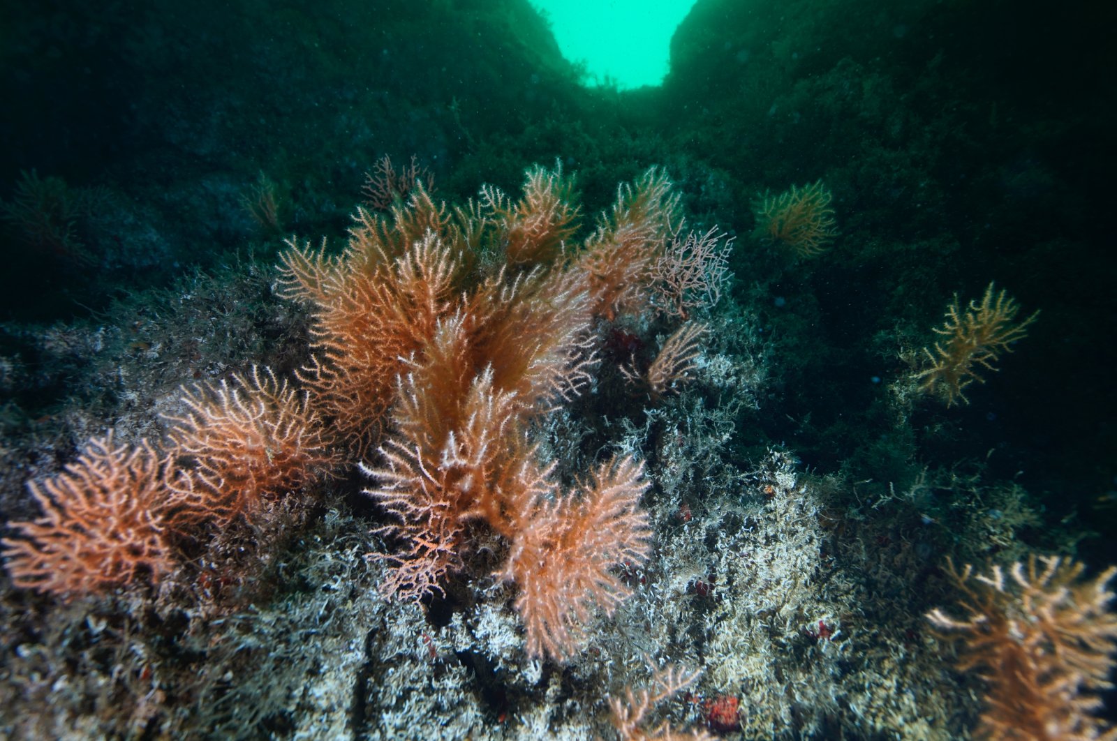 Karang tumbuh subur, ikan menurun di Laut Marmara Turki