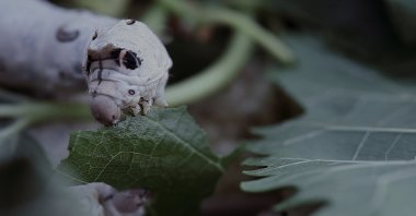 Sena Başöz, "Time Worm, 2014, creative documentary, 30 minutes. (Courtesy of Versus Art Project) 