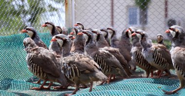 A view of the partridges at Institute, in Konya, central Turkey, May 18, 2022. (AA PHOTO) 