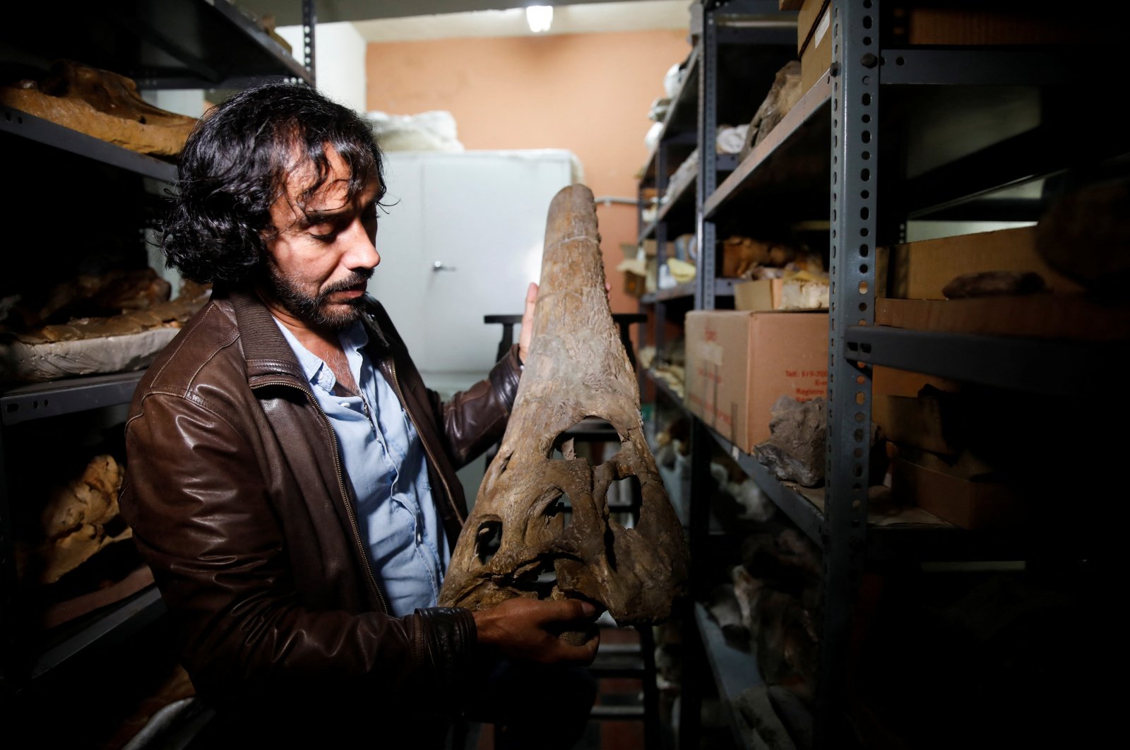 Rodolfo Salas-Gismondi, founder and director of the paleontology department at the Museum of Natural History of the Universidad Nacional Mayor de San Marcos, shows the fossil remains of a crocodile that inhabited the planet 7 million years ago, giving scientists clues about how modern-day crocodiles, who live in freshwater ecosystems, moved from the sea, in Lima, Peru, May 16, 2022. (Reuters Photo)