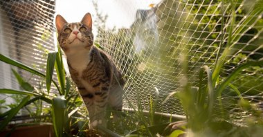 A cat sits on the railing of a balcony secured with a cat net, in Berlin, Germany, June 4, 2019. (dpa Photo)