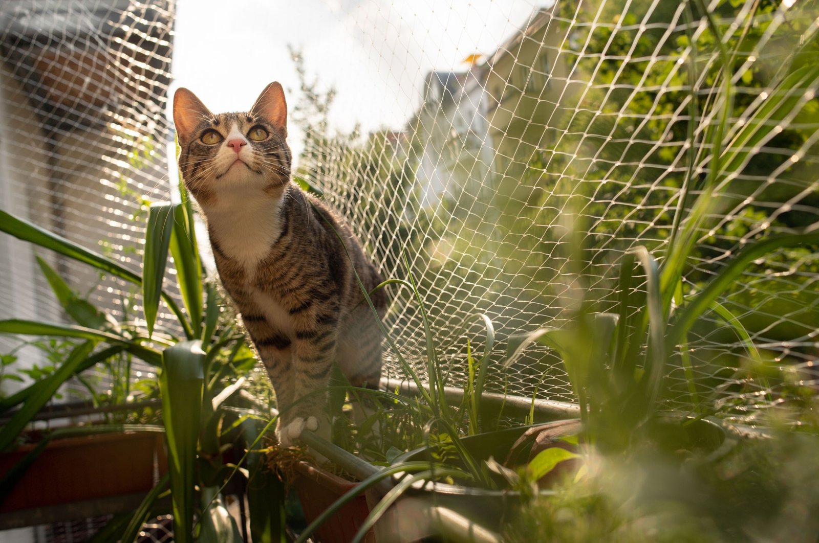 A cat sits on the railing of a balcony secured with a cat net, in Berlin, Germany, June 4, 2019. (dpa Photo)