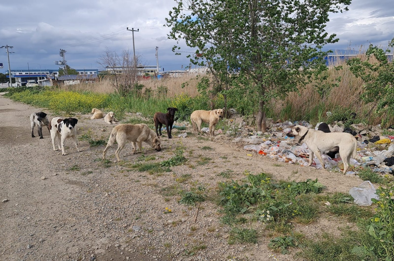 A pack of stray dogs on the side of a road, in Aydın, western Turkey, May 16, 2022. (İHA PHOTO) 