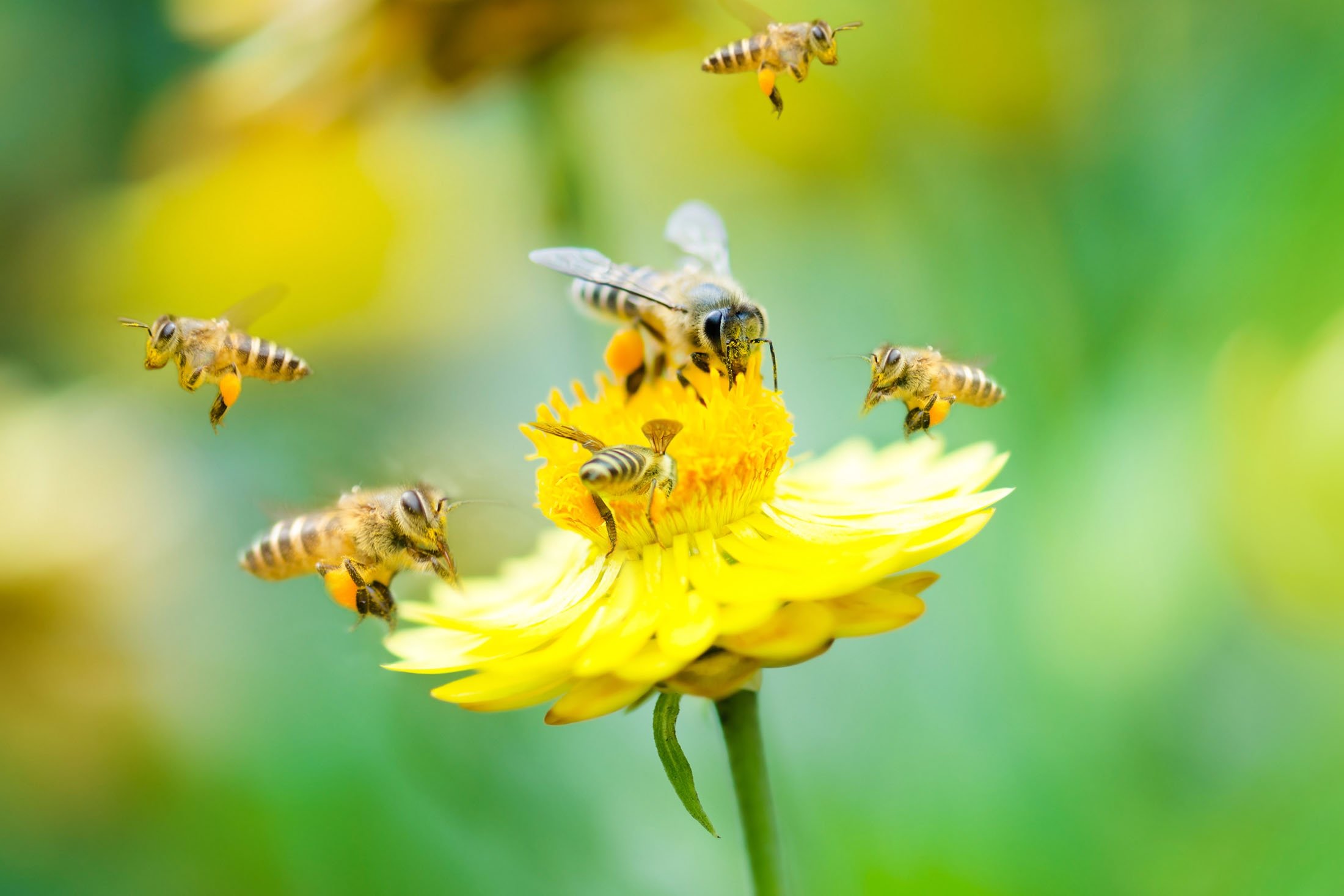 Makhluk pembawa serbuk sari seperti lebah sangat penting untuk sumber makanan dunia.  (Foto Shutterstock)