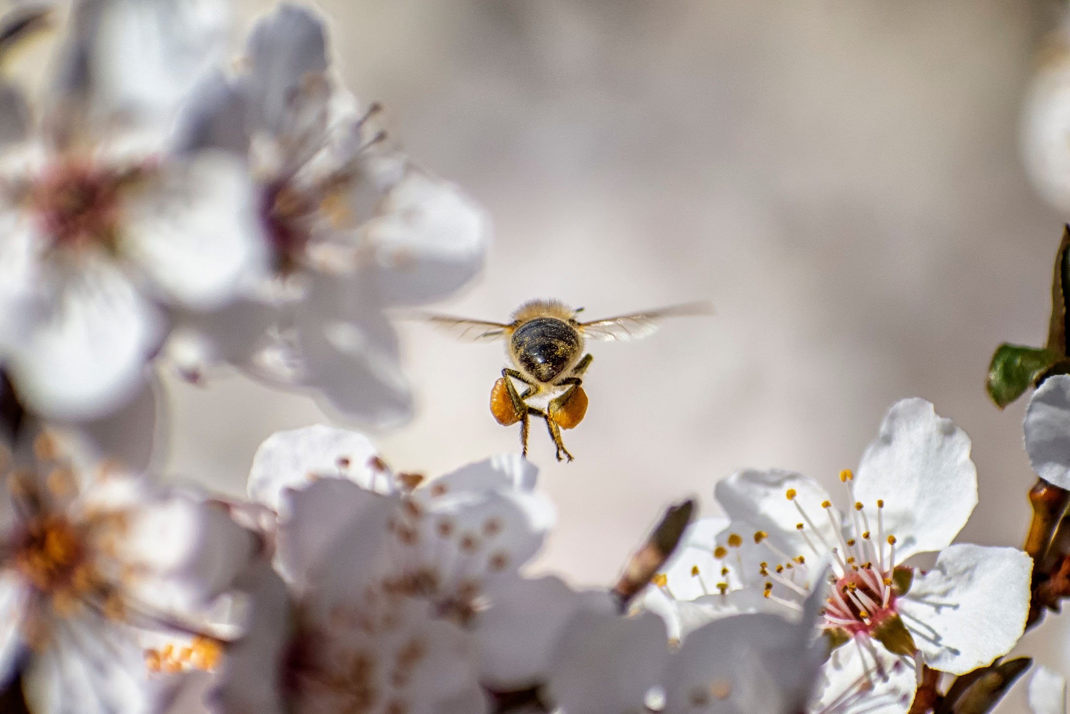 Penyerbuk seperti lebah bertanggung jawab atas tiga perempat pasokan makanan dunia.  (Foto Shutterstock)