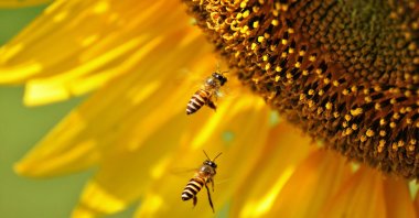 Most crops grown depend on insect pollination, the majority of which comes from bees. (Shutterstock Photo)