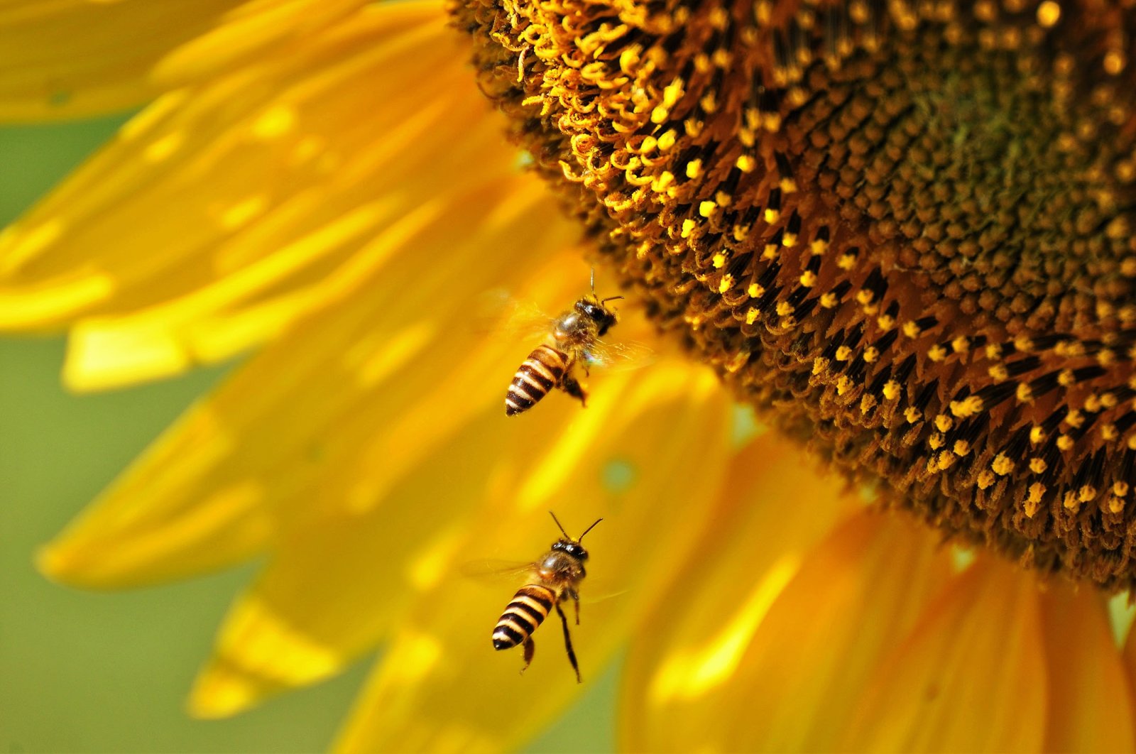 Most crops grown depend on insect pollination, the majority of which comes from bees. (Shutterstock Photo)