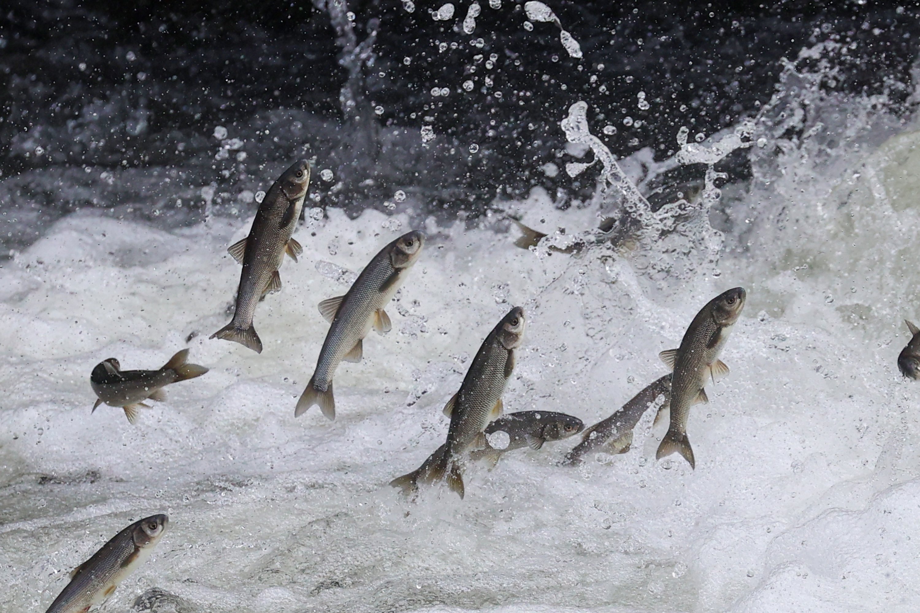 Mullet Fish Culture