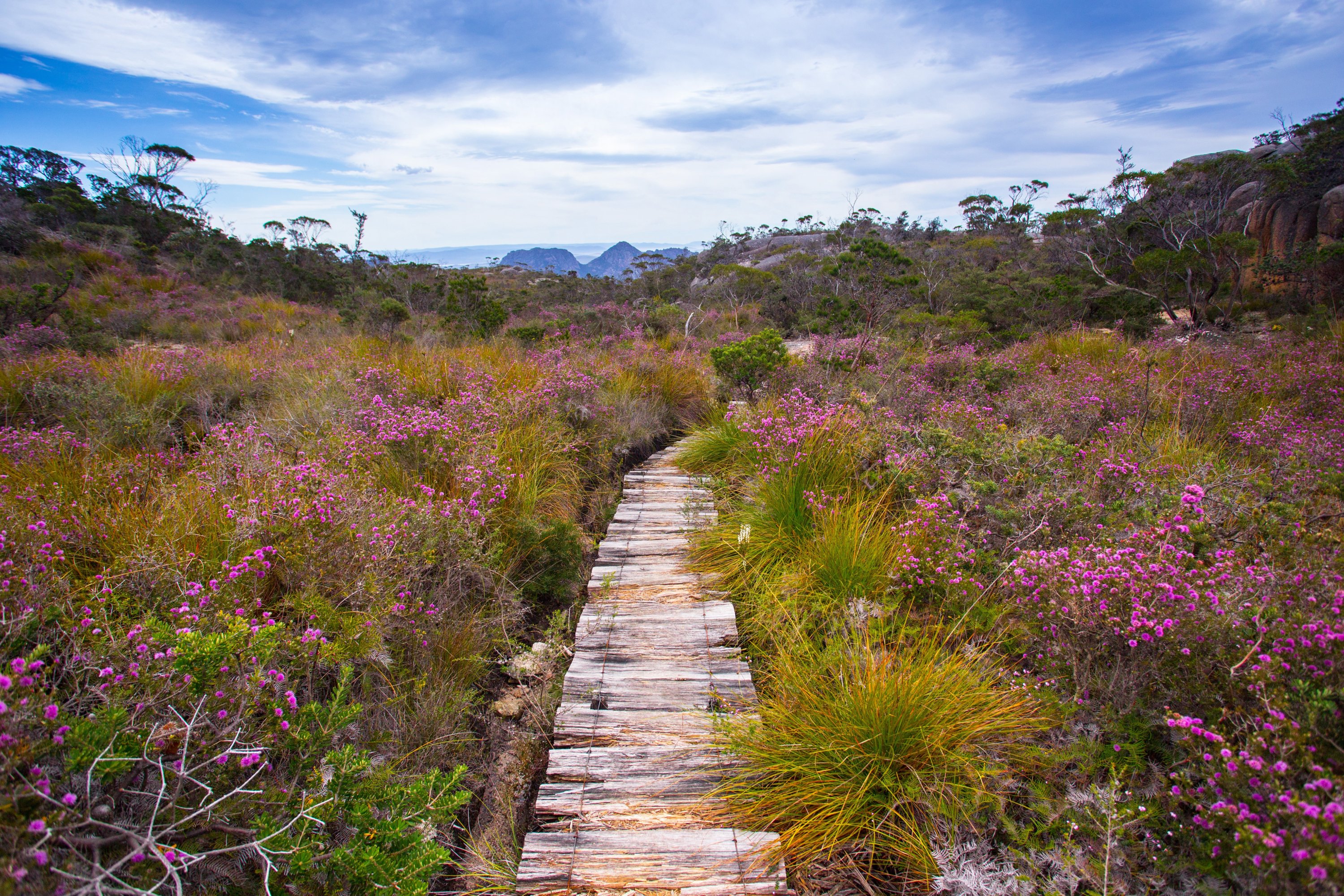 Hutan belantara pesisir ini menanti siapa pun yang mengikuti Freycinet Experience Walk, Tasmania, Australia, 9 November 2014. (Foto DPA)