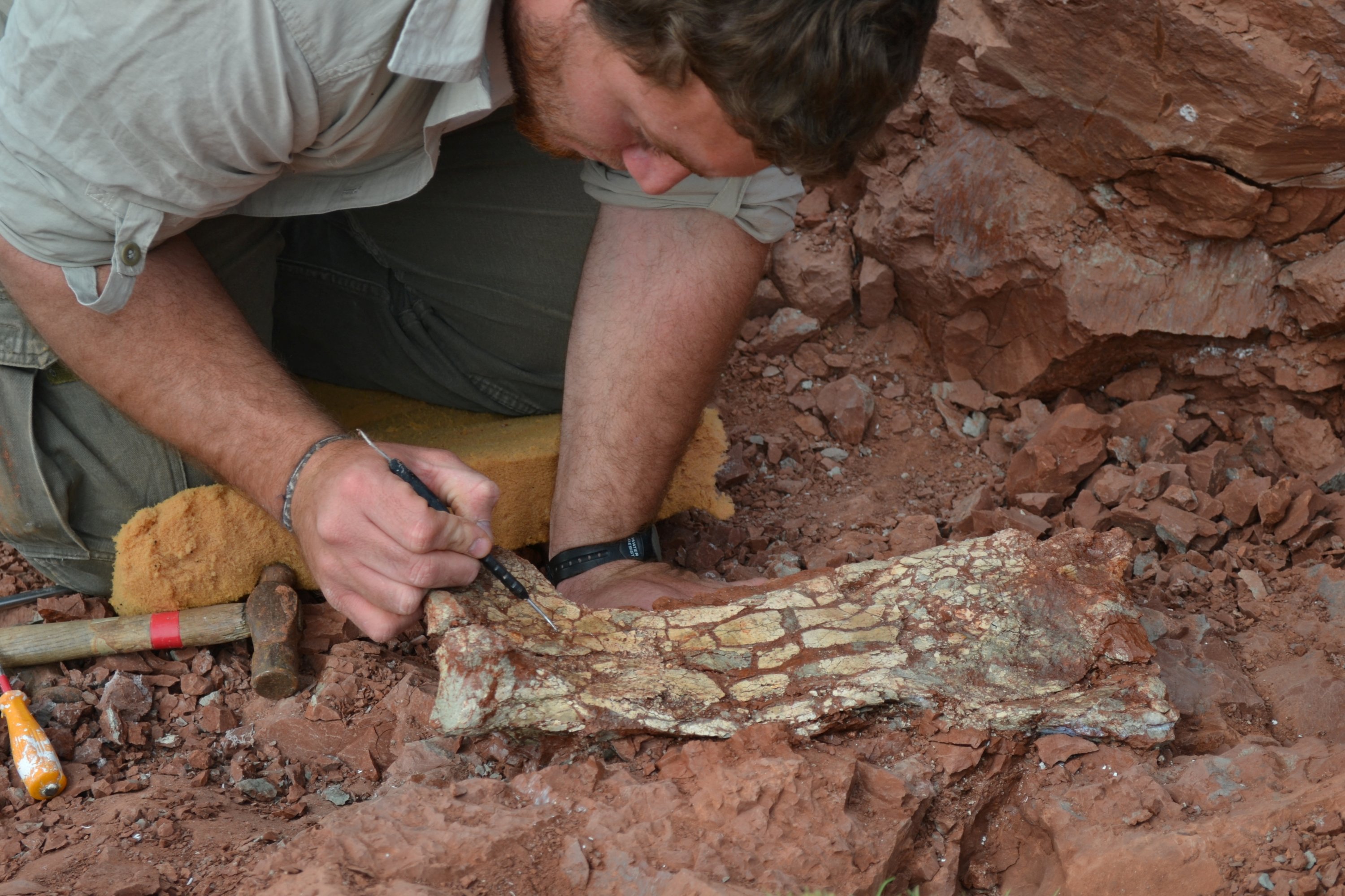 Huge prehistoric 'Dragon of Death' fossil found in Argentina | Daily Sabah