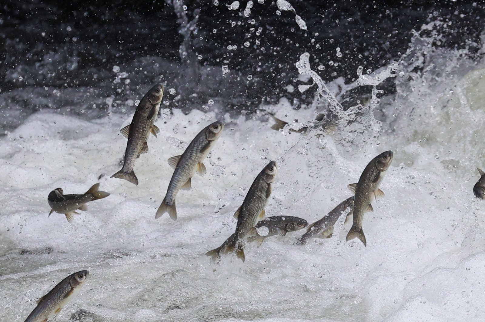 Berenang ke hulu: Ikan belanak mutiara memulai perjalanan sulit di Van . Turki