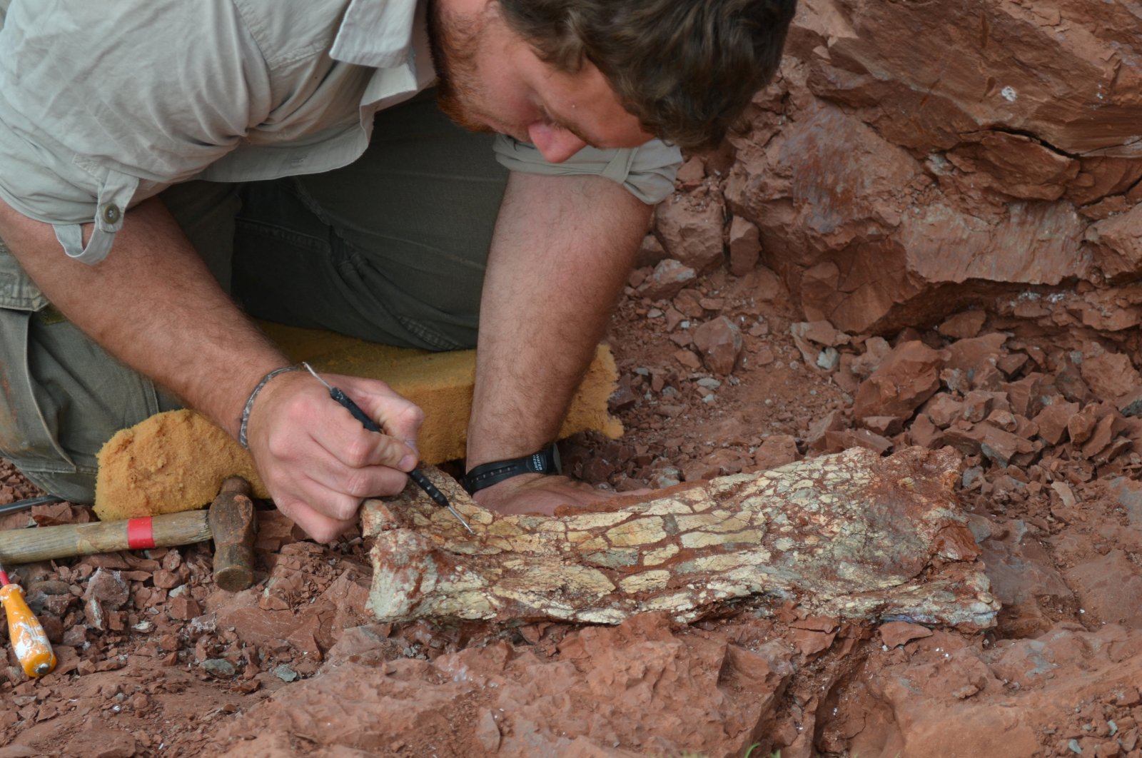 Fosil ‘Naga Kematian’ prasejarah besar ditemukan di Argentina