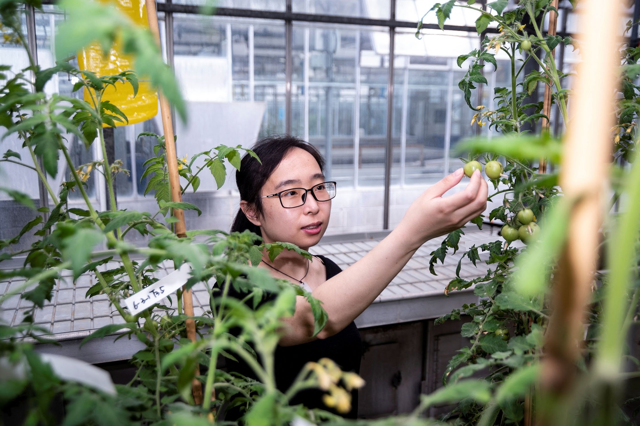 Jie Li, penulis utama studi tentang tomat vitamin D yang diedit gen, memeriksa tanaman tomat di laboratorium di John Innes Center di Norwich, Inggris, 23 Mei 2022. (John Innes Center via Reuters)